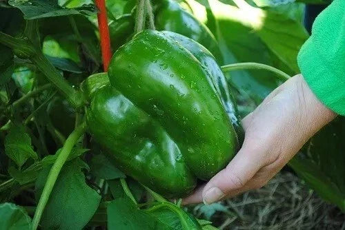 Giant Keystone Sweet Heirloom Tomato Seeds – Organic, Non-GMO, 50+ Premium Solanum lycopersicum Seeds for Home Gardening