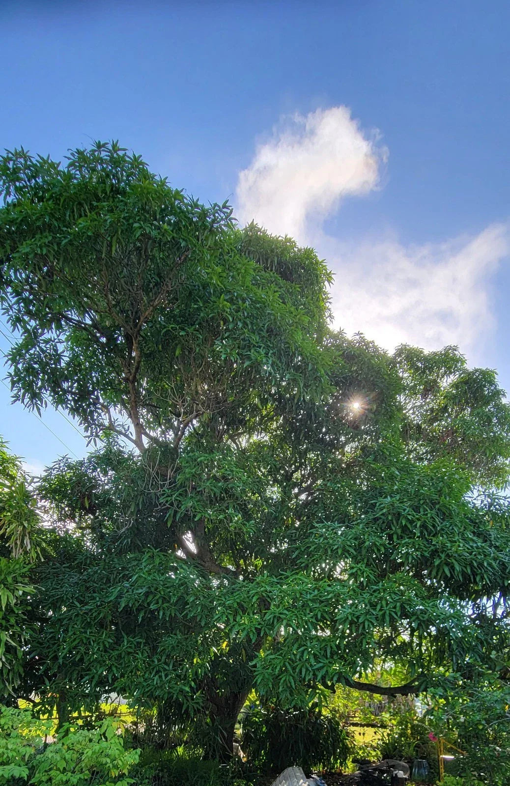 Rooted Hayden Mango Tree Seedling - Tropical Fruit Plant in 3-Gallon Pot - Mangifera indica 'Hayden'