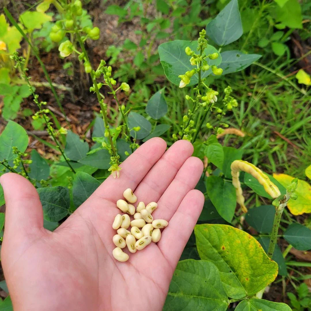 Organic Cream 40 Butter Bean Seeds - Hardy Cow Pea Vigna unguiculata - Florida Grown, Non-GMO, 15 Seeds
