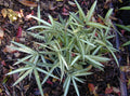 Dwarf White Stripe Bamboo Seeds - Clumping Privacy Screen Plant - Bambusa vulgaris var. vittata - Garden & Landscape Use