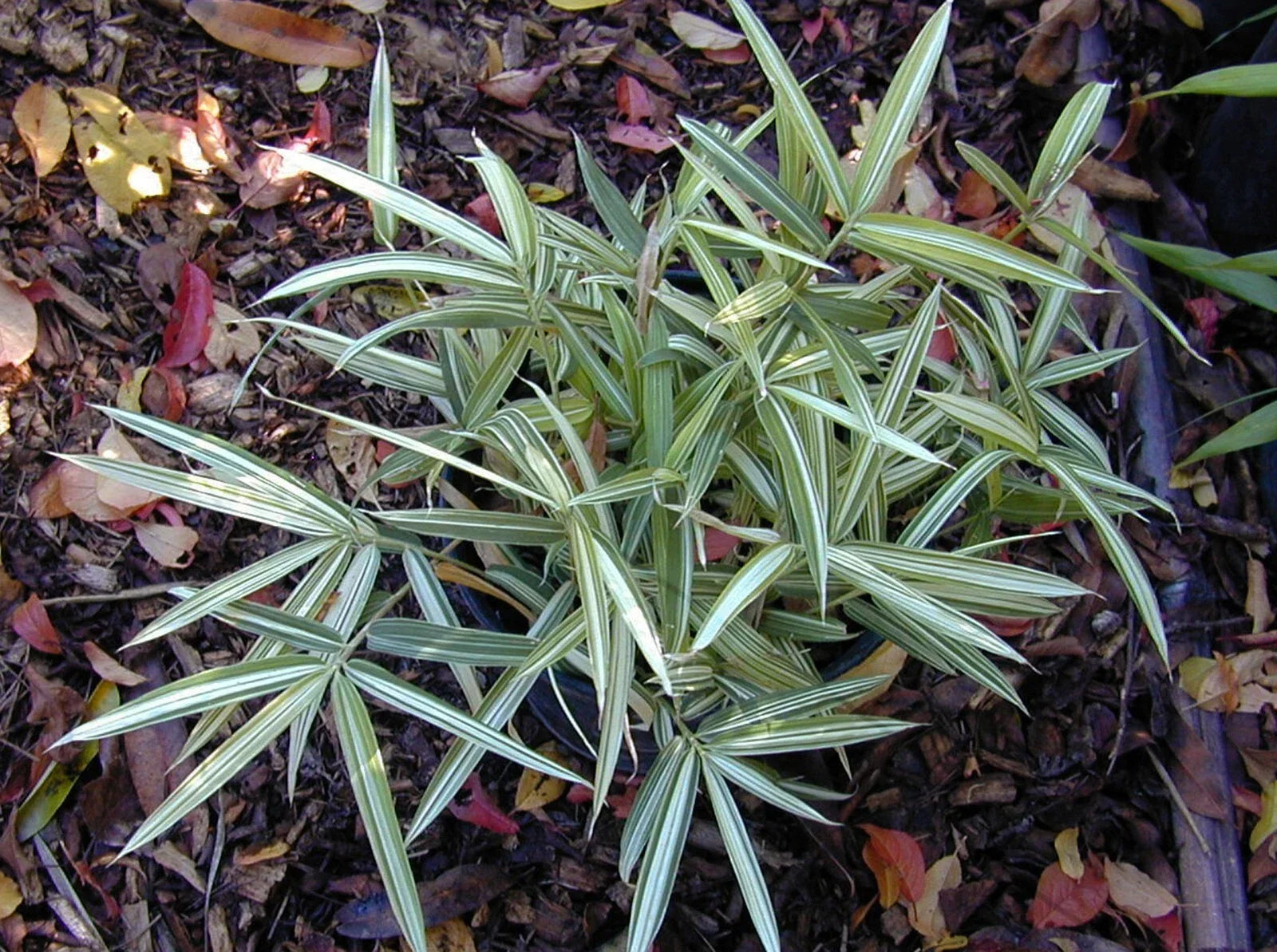 Dwarf White Stripe Bamboo Seeds - Clumping Privacy Screen Plant - Bambusa vulgaris var. vittata - Garden & Landscape Use