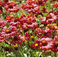 Burgundy Blanket Flower Seeds - Gaillardia aristata Perennial, Non-GMO, 100 Seeds for Borders, Containers & Wildflower Gardens