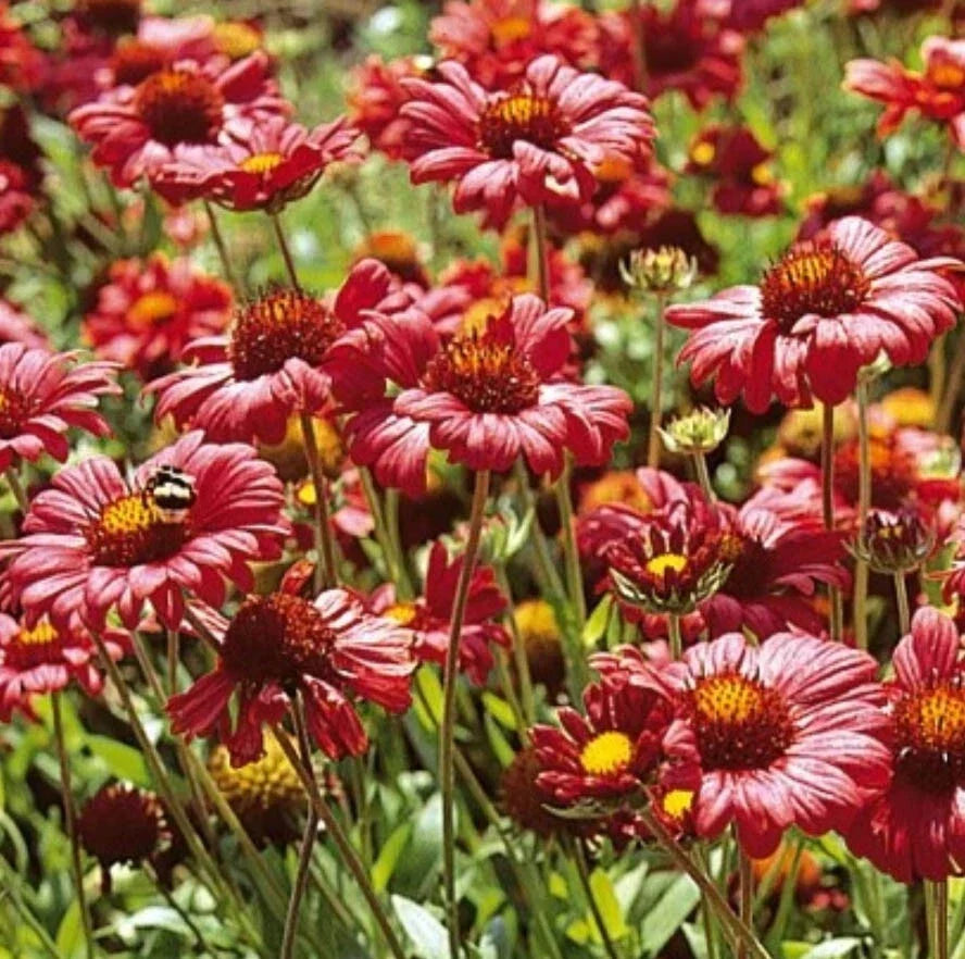 Burgundy Blanket Flower Seeds - Gaillardia aristata Perennial, Non-GMO, 100 Seeds for Borders, Containers & Wildflower Gardens