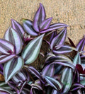 Tradescantia Zebrina Cuttings - 10+ Indoor Houseplant Propagation Plants - Wandering Jew Foliage