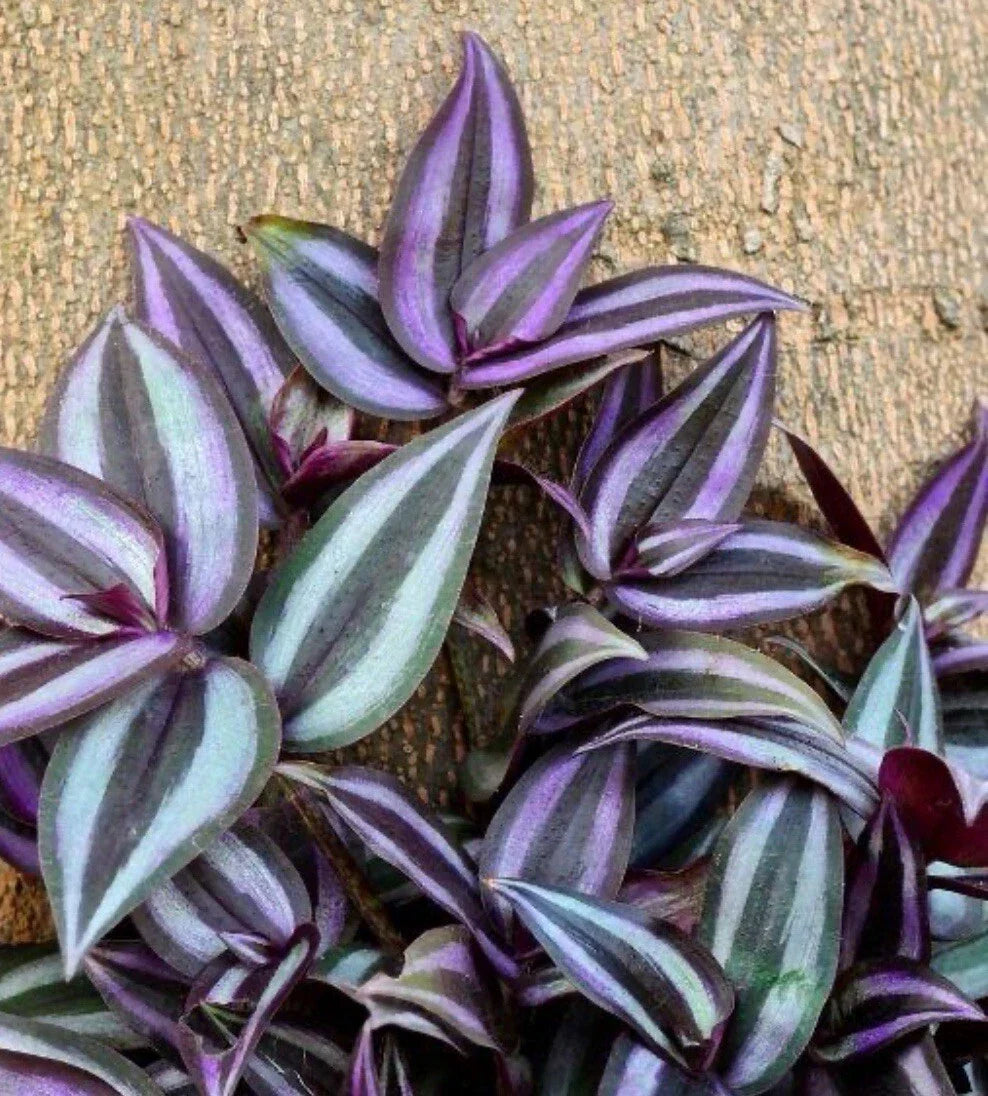 Tradescantia Zebrina Cuttings - 10+ Indoor Houseplant Propagation Plants - Wandering Jew Foliage