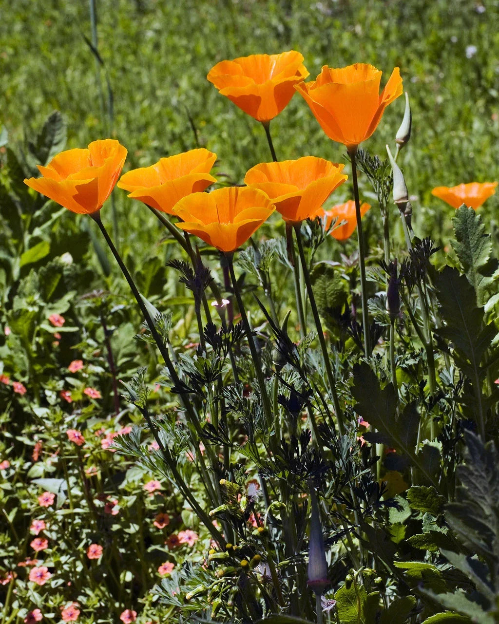 California Poppy Seeds - 265 Pack - Bright Orange Eschscholzia californica - Wildflower Garden, Pollinator Attractant