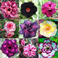 Desert Rose Seeds - 100 Mixed Color Adenium Obesum for Indoor & Outdoor Gardening