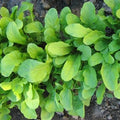 Arugula Seeds - 400+ Roquette Herb Seeds - Non-GMO, Eruca sativa, Fresh Green Salad Greens, Container & Garden Planting