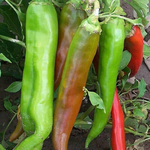 Big Jim Hot Pepper Seeds - Organic Non-GMO, Capsicum annuum, Hot-Medium, 12-Inch Peppers, 30 Count