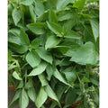 Lemon Basil Seeds - 100+ Heirloom Herb Seeds (Ocimum basilicum) - Aromatic Culinary Herb for Home Gardening