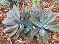 Echeveria Cuttings - Fred Ives Graptoveria Multicolor Succulent for Indoor Gardening