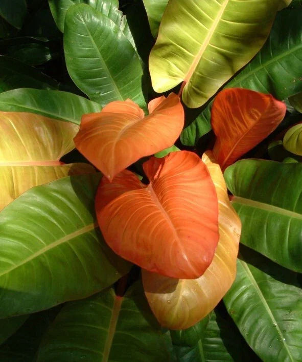 Philodendron Prince of Orange Live Plant - 3" Pot, Tropical Indoor Outdoor Foliage, Variegated Orange Green Leaves, Philodendron 'Prince of Orange'