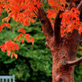 Paperbark Maple Tree Seeds for Planting, Acer griseum, Cinnamon Bark, Garden Tree, Ornamental Landscaping Seeds