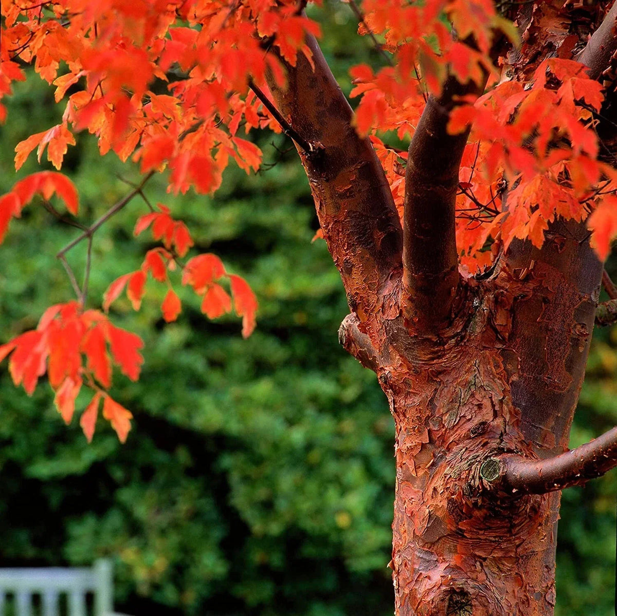 Paperbark Maple Tree Seeds for Planting, Acer griseum, Cinnamon Bark, Garden Tree, Ornamental Landscaping Seeds