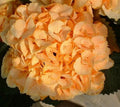 Yellow Hydrangea Seeds - Perennial Hardy Flower Bush - Hydrangea macrophylla - 5 Seeds for Garden, Borders, Containers