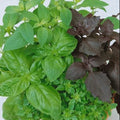 Culinary Basil Seeds - Mixed Variety Non-GMO Herb Seeds for Kitchen Garden - Ocimum basilicum, 200 Pack