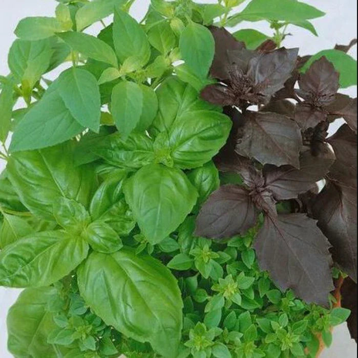 Culinary Basil Seeds - Mixed Variety Non-GMO Herb Seeds for Kitchen Garden - Ocimum basilicum, 200 Pack