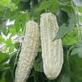 White Pearl Bitter Gourd Seeds, Heirloom Momordica charantia, Vining Annual Vegetable, 15 Seeds Pack