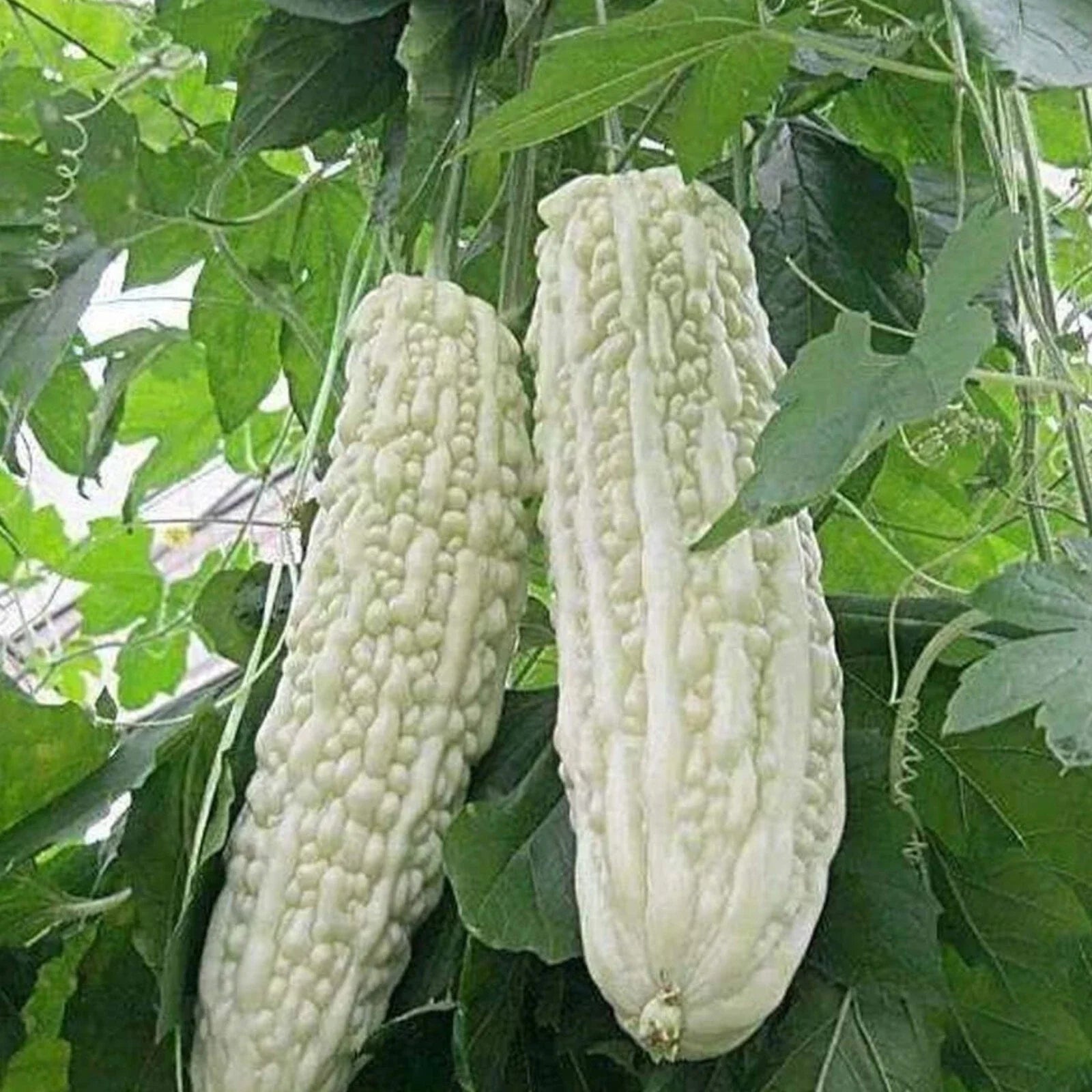 White Pearl Bitter Gourd Seeds, Heirloom Momordica charantia, Vining Annual Vegetable, 15 Seeds Pack