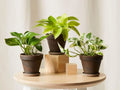 Rooted House Plant Starter Pack - 3" to 12" Indoor Plants for Beginners, Air Purifying, Compact, Various Species