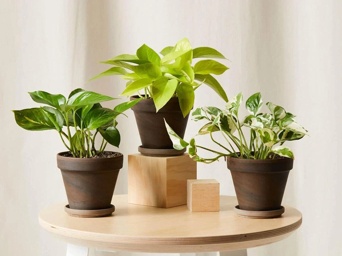 Rooted House Plant Starter Pack - 3" to 12" Indoor Plants for Beginners, Air Purifying, Compact, Various Species