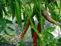 Guajillo Chili Pepper Seeds, Non-GMO, Mexican Cuisine, Capsicum annuum, Spicy Salsas & Sauces, Free Shipping