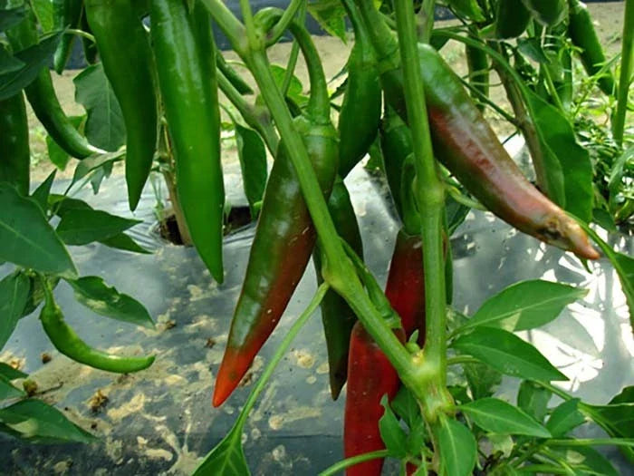 Guajillo Chili Pepper Seeds, Non-GMO, Mexican Cuisine, Capsicum annuum, Spicy Salsas & Sauces, Free Shipping
