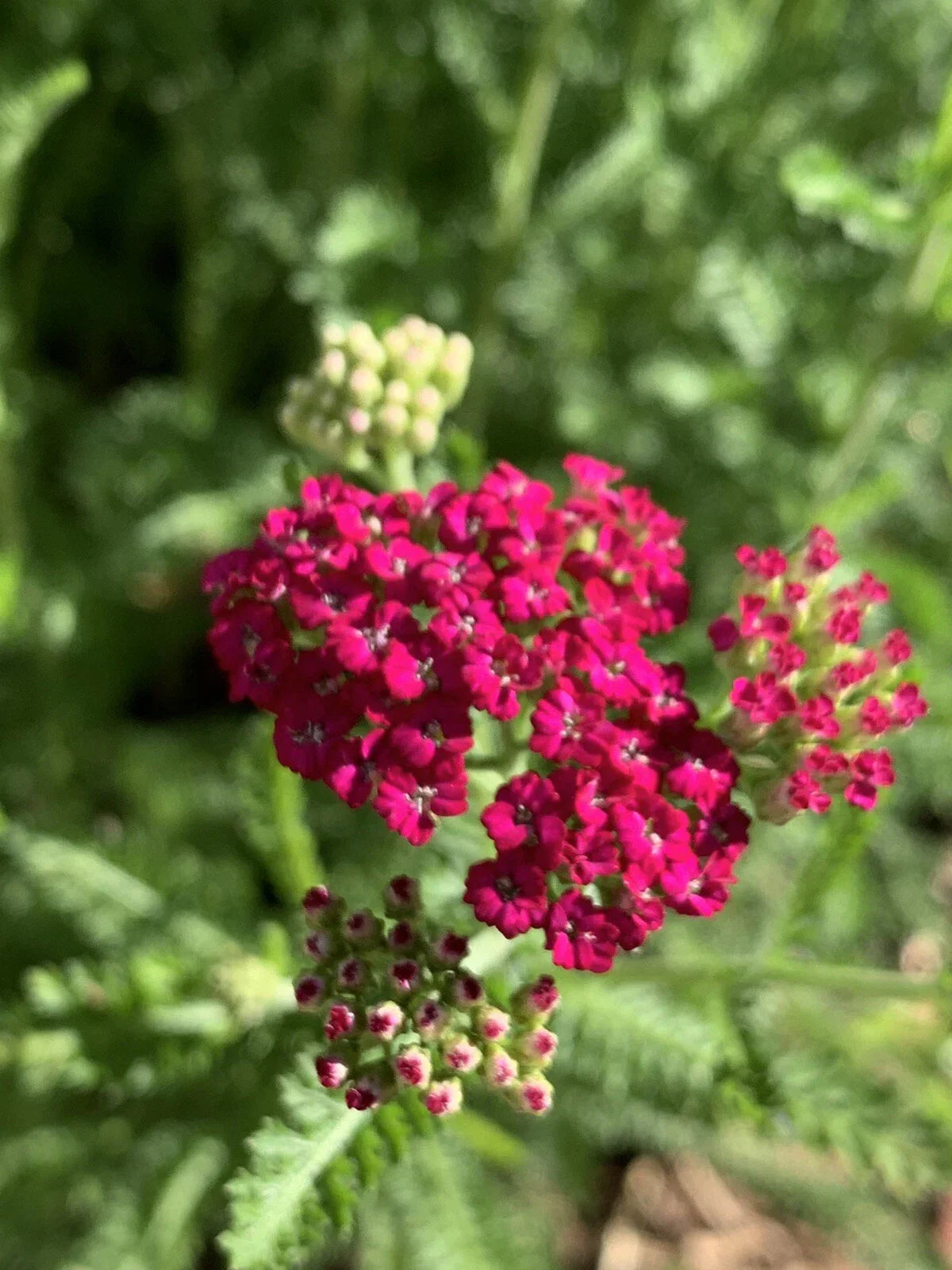 Pink Yarrow Plant - Bare Root Perennial - Achillea Millefolium with Pink Flowers for Borders & Pollinators