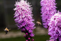 Kobold Dense Blazing Star Seeds - Liatris spicata - Native Perennial Flower Seeds for Borders & Pollinator Gardens
