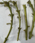 4 Fuerte Avocado Scions for Grafting – Premium Persea Americana Cuttings for Home Garden Propagation