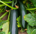 Black Beauty Zucchini Seeds | Bush Summer Squash | Dark Green Courgette | Cucurbita pepo | Pack of 20 Seeds