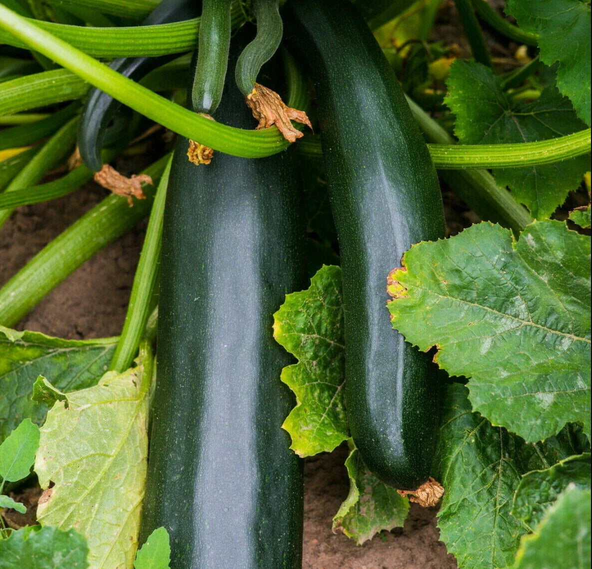 Black Beauty Zucchini Seeds | Bush Summer Squash | Dark Green Courgette | Cucurbita pepo | Pack of 20 Seeds