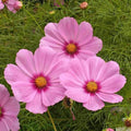 Dwarf Early Rose Cosmos Seeds - 200+ Pack, Cosmos bipinnatus, Annual Flower for Garden, Borders, Containers, Easy to Grow