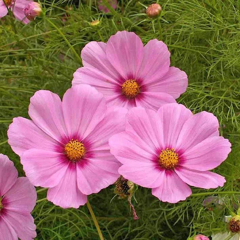 Dwarf Early Rose Cosmos Seeds - 200+ Pack, Cosmos bipinnatus, Annual Flower for Garden, Borders, Containers, Easy to Grow