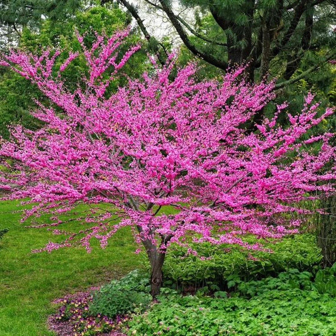 Eastern Redbud Tree Seeds - 20+ Cercis canadensis Pink Flowering Seeds for Garden, Landscape, Pollinator Attracting