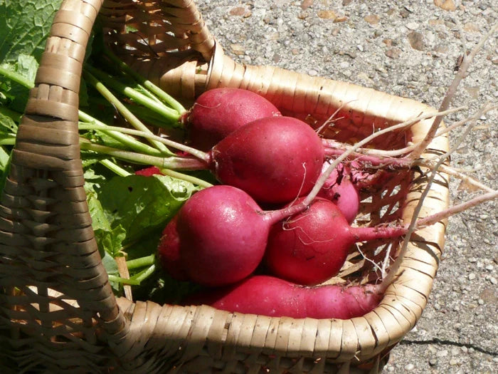 German Giant Radish Seeds - Heirloom Raphanus sativus, Large, Crunchy, Fast-Growing, Organic, 100 Seeds, Full Sun, Salad & Garnish