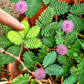 Sensitive Plant Seeds - Mimosa pudica, Touch-Reacting Indoor/Outdoor Seeds, 2025 Planting Pack