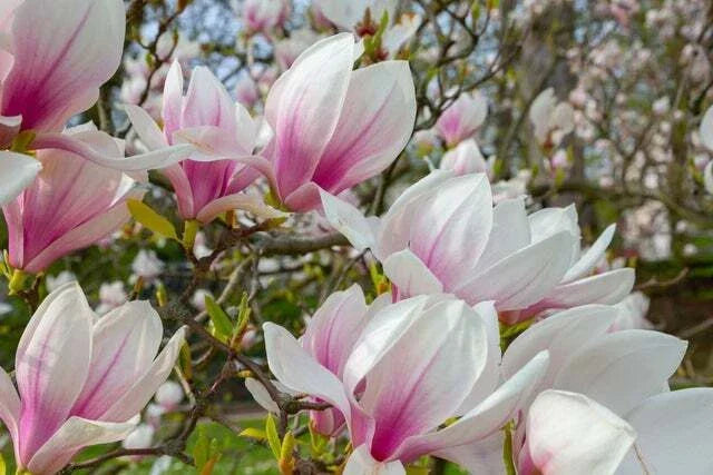 Magnolia Tree Seeds 10 Pack Pink White Flowers Magnolia grandiflora Garden Plant Seeds