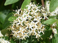 Silky Dogwood Plant 6" Tall in 4" Pot, Cornus amomum, Deciduous Shrub with Blue-Green Leaves, Creamy Flowers & Bluish Berries