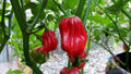 Aji Chombo Hot Pepper Seeds - 25+ Pack, Capsicum chinense, Spicy Culinary Peppers for Garden Planting, Full Sun, USA Grown