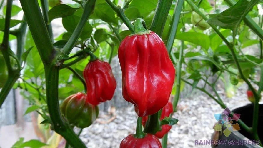 Aji Chombo Hot Pepper Seeds - 25+ Pack, Capsicum chinense, Spicy Culinary Peppers for Garden Planting, Full Sun, USA Grown