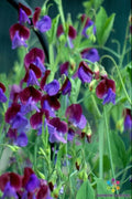 Wild Annual Sweet Pea Seeds - 50+ Pack, Fragrant Climbing Flower, Lathyrus odoratus, Garden Planting, Pollinator Attractant