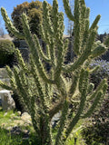 Opuntia Subulata Eve’s Needle Cactus 4 Inch Cuttings Drought-Tolerant Succulent for Indoor & Outdoor Decor
