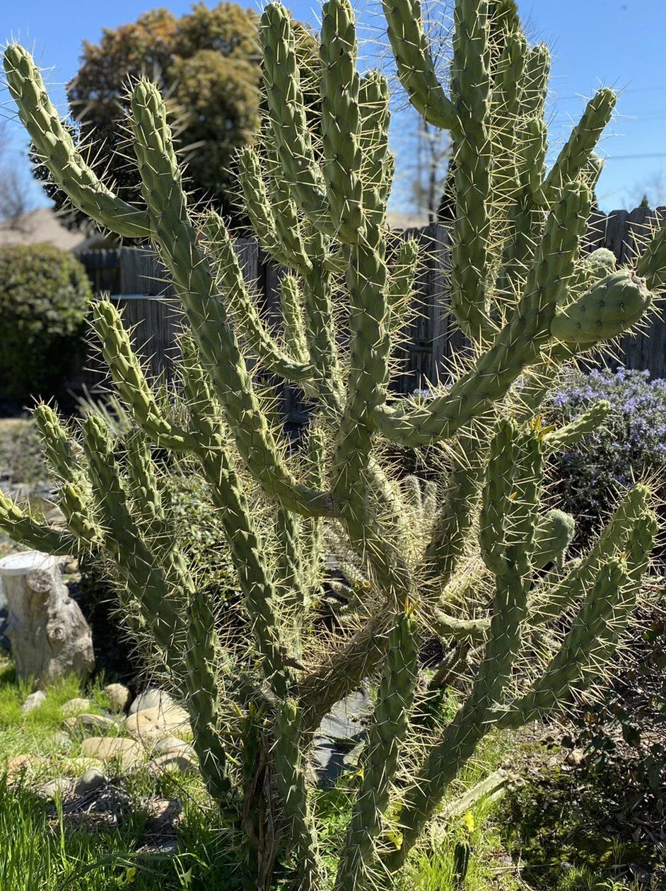 Opuntia Subulata Eve’s Needle Cactus 4 Inch Cuttings Drought-Tolerant Succulent for Indoor & Outdoor Decor