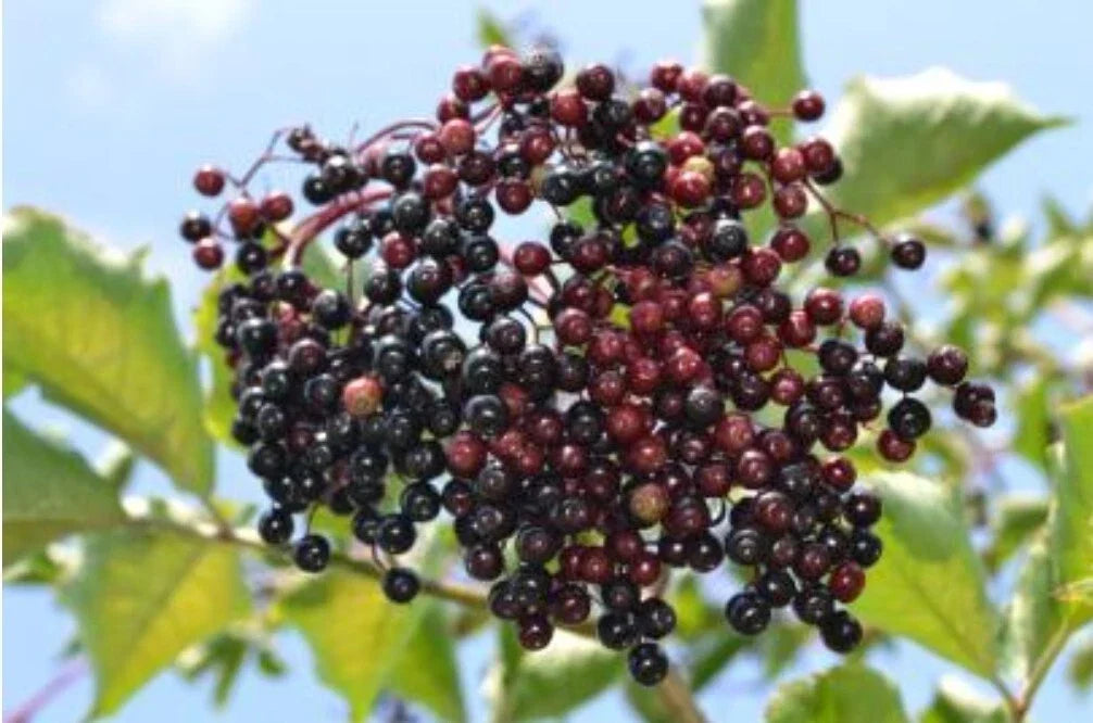 Elderberry Seeds - 100+ Heirloom Sambucus Nigra for Medicinal Garden Planting