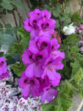 Live Lavender Geranium Plant in 3” Pot, Pelargonium, Indoor Outdoor Flowering Houseplant