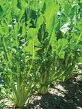 Heirloom Italian Dandelion Seeds - Catalogna Emerald Endive, Cichorium intybus, Gourmet Greens, Salad, Full Sun, 100 Seeds