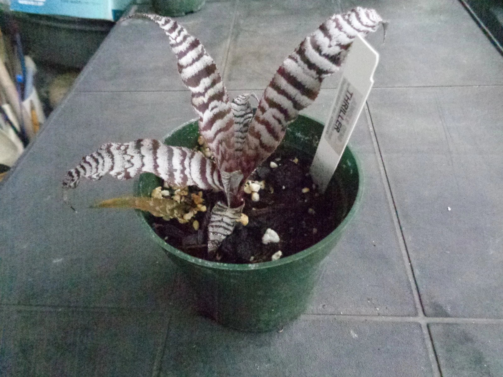 Cryptanthus Thriller Earth Star Bromeliad Rooted Pup - Bare Root Indoor Plant, Low-Growing, Colorful Foliage