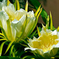 White Dragon Fruit Seeds - H. Undatus Pitahaya Strawberry Pear Cactus Vine for Tropical Fruit Gardening