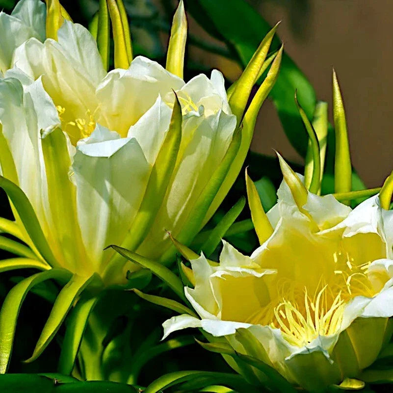 White Dragon Fruit Seeds - H. Undatus Pitahaya Strawberry Pear Cactus Vine for Tropical Fruit Gardening